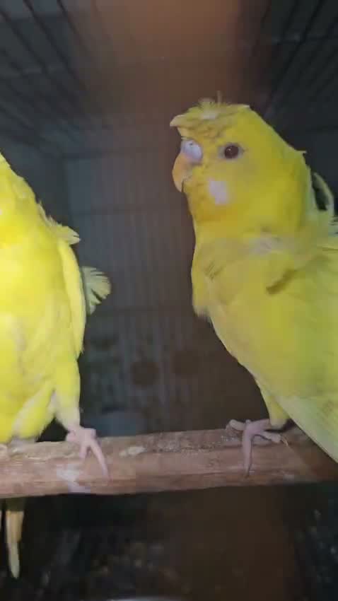 Homer Pigeon, farm video