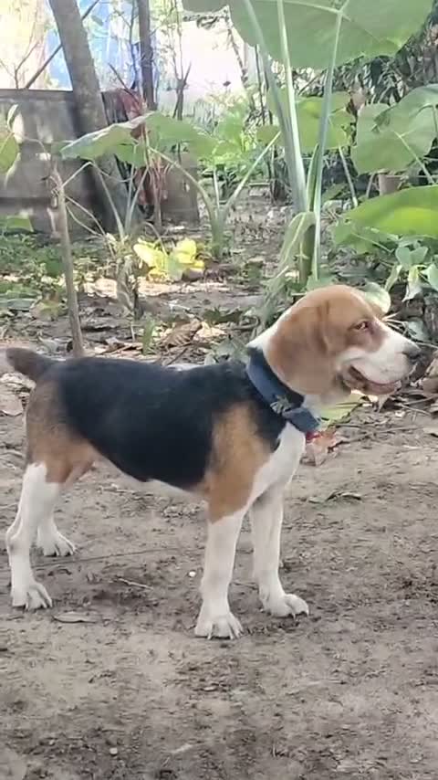Beagle Black & Tan Puppy, farm video