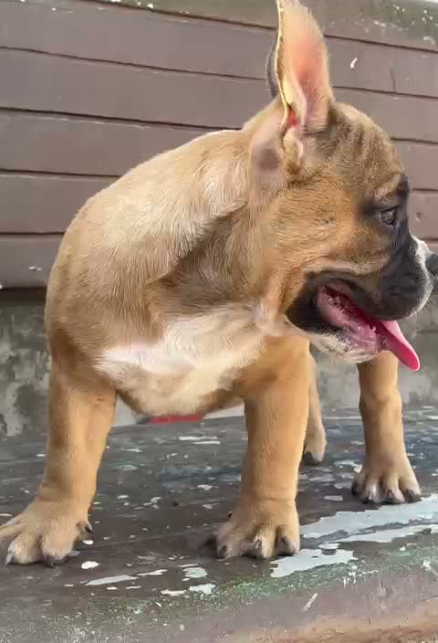 American Bully XL Size Puppy, farm video