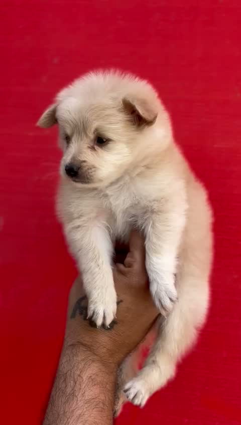 Culture Pom Puppy, farm video