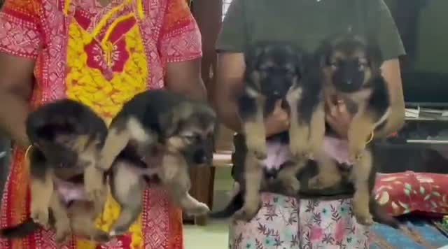 German Shepherd Puppy, farm video