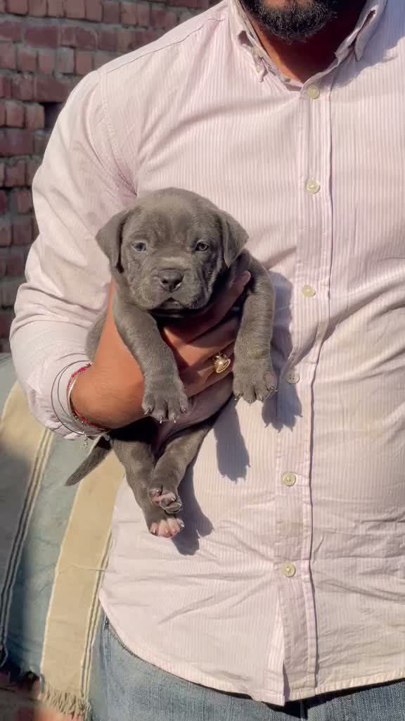 American Bully XL Size Puppy, farm video
