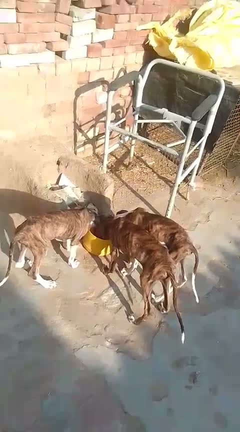Dachshund Puppy | Brown, farm video