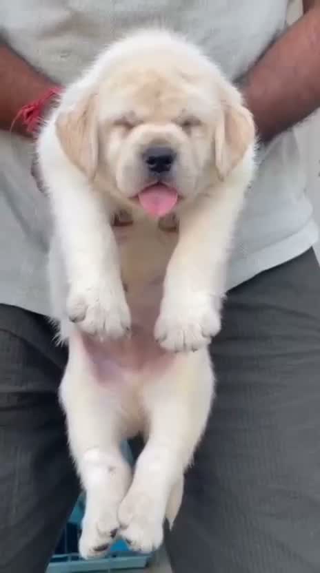 Beagle Black & Tan Puppy, farm video
