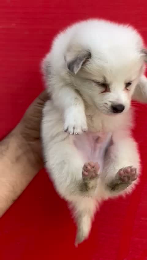 Pomeranian Puppy, farm video