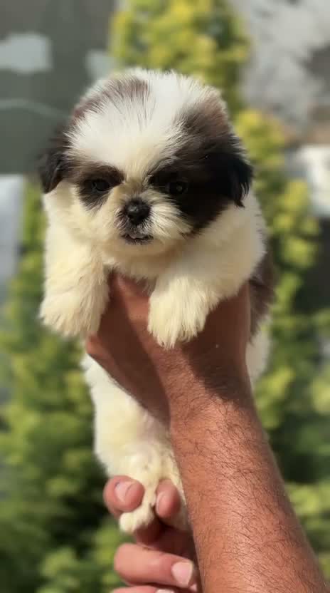 Shih Tzu | Black Color, farm video