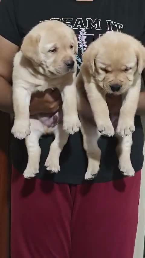 Beagle Black & Tan Puppy, farm video