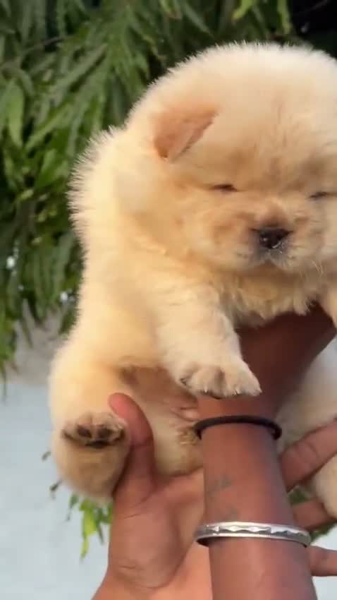 Chow Chow Puppies, farm video