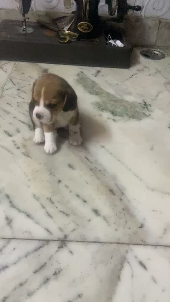Beagle Black & Tan Puppy, farm video