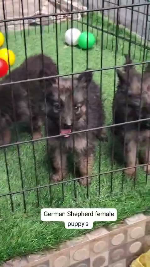 German Shepherd Puppy, farm video