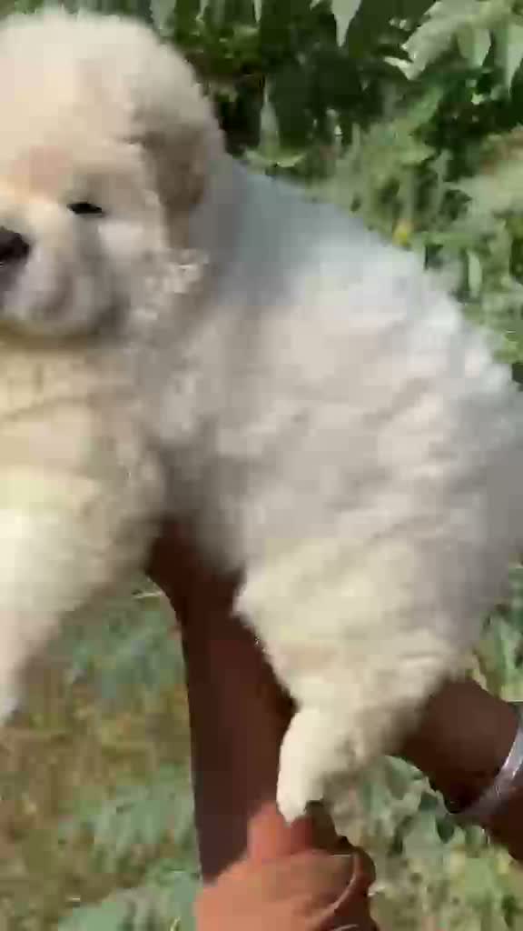 Chow Chow Puppies, farm video