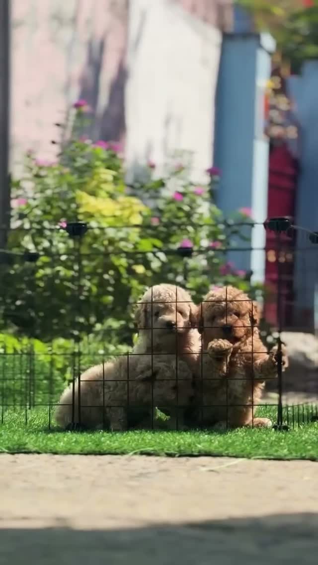 Toy Poodle Puppy, farm video