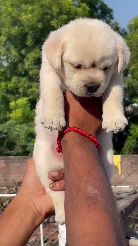 Beagle Black & Tan Puppy, farm video