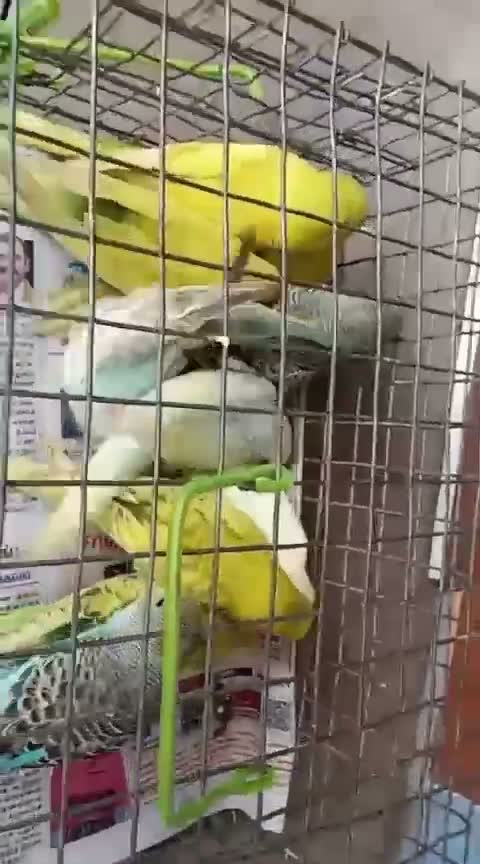 Budgies | Fallow, farm video
