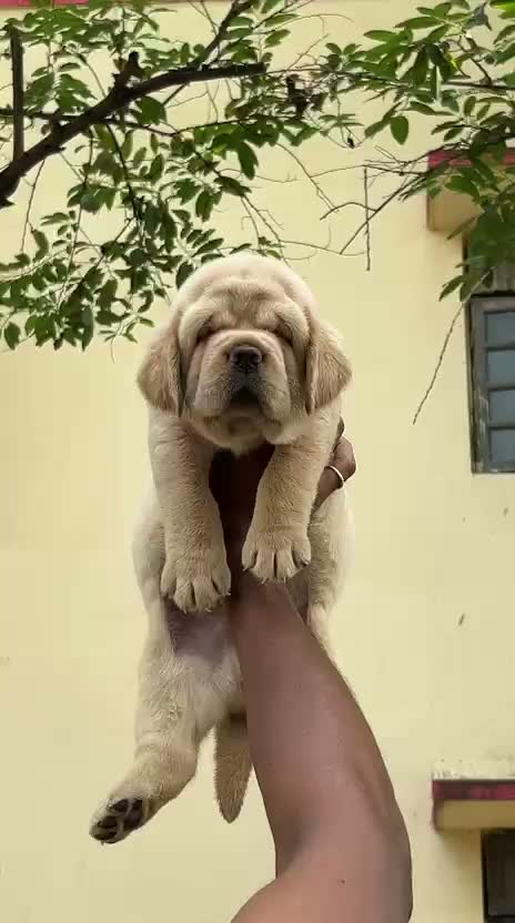 Beagle Black & Tan Puppy, farm video