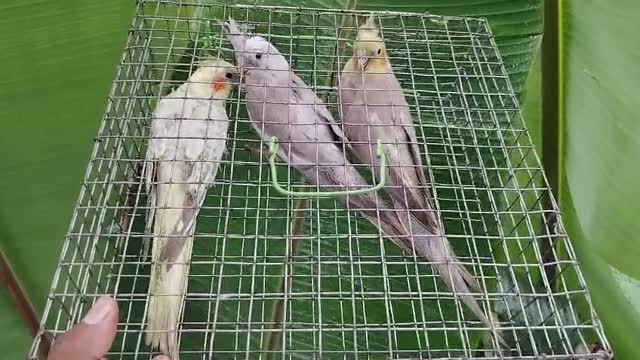 Cockatiel | Pied, farm video