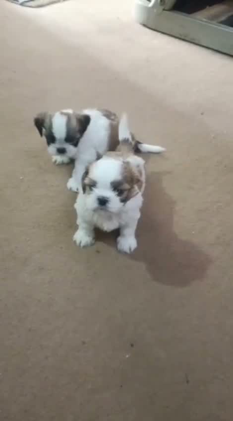 Shih Tzu | Black Color, farm video