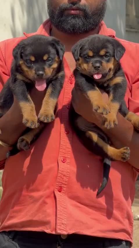 Rottweiler Puppy, farm video