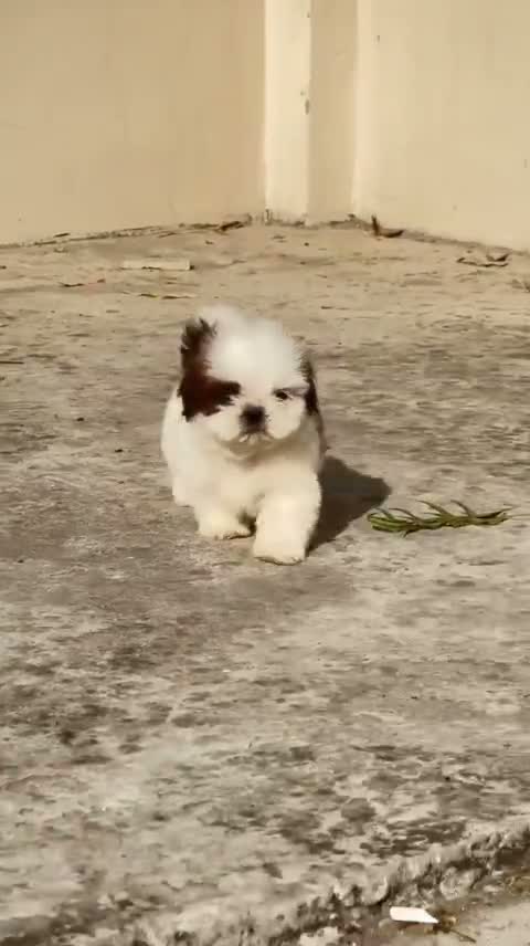 Shih Tzu | Black Color, farm video
