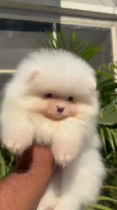 Toy Poodle Puppy, farm video