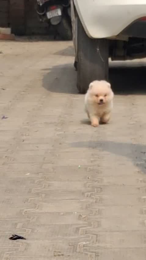 Culture Toy Pom Puppy | White, farm video