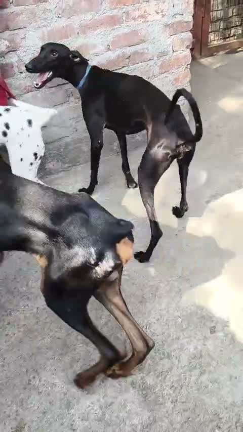 European Doberman Puppy, farm video