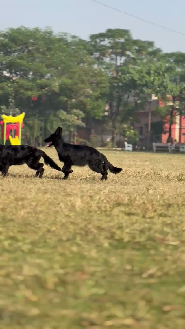 German Shepherd Puppy, farm video