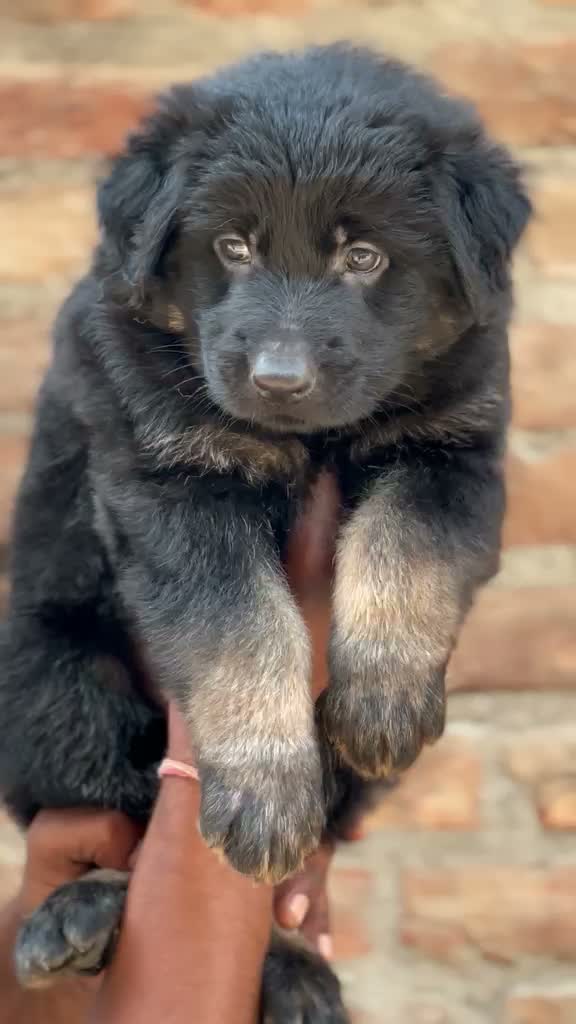 German Shepherd Puppy, farm video