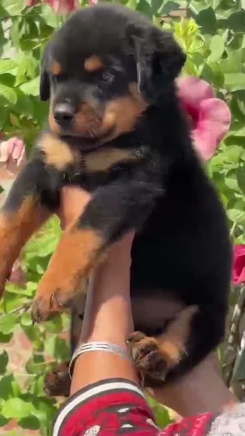 Rottweiler Puppy, farm video