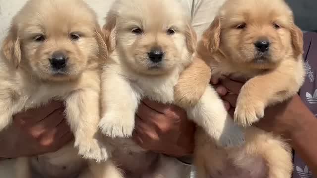 Golden Retriever, farm video