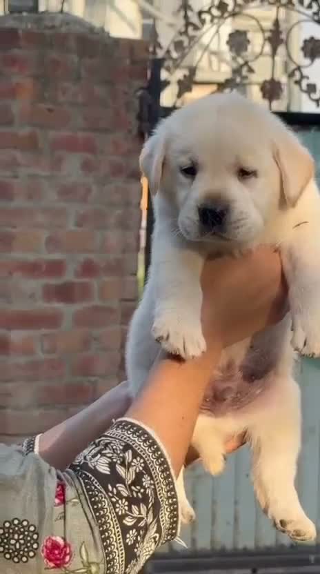 Beagle Black & Tan Puppy, farm video