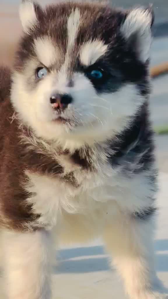 Siberian Husky Puppy | Black & White Color, farm video