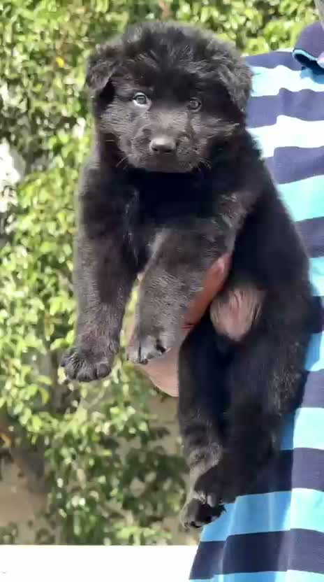 German Shepherd Puppy, farm video
