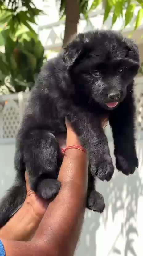 German Shepherd Puppy, farm video