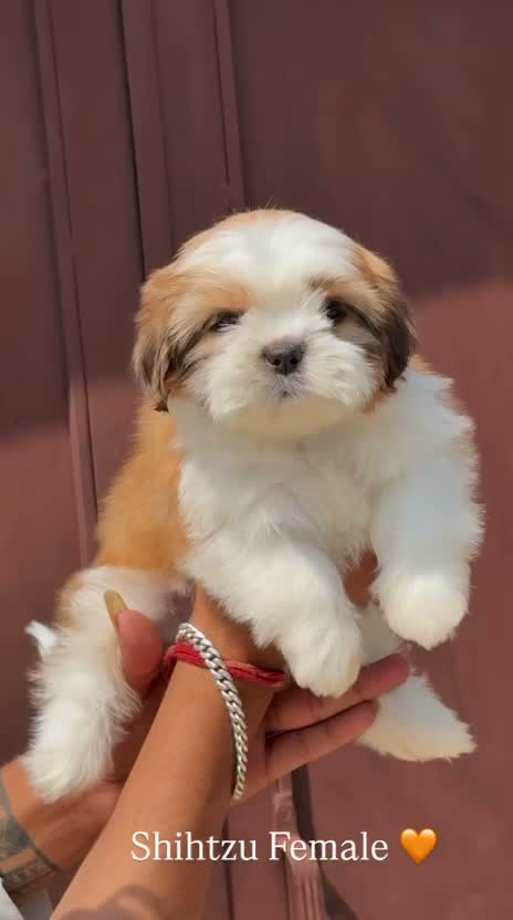 Shih Tzu | Black Color, farm video