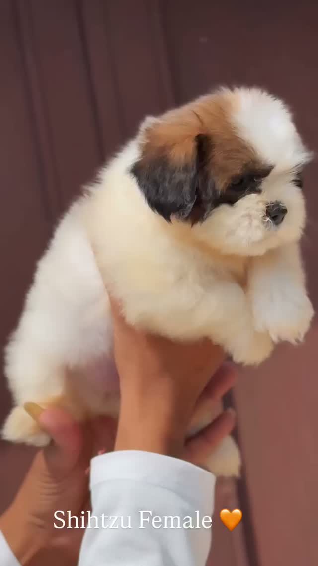 Shih Tzu | Black Color, farm video