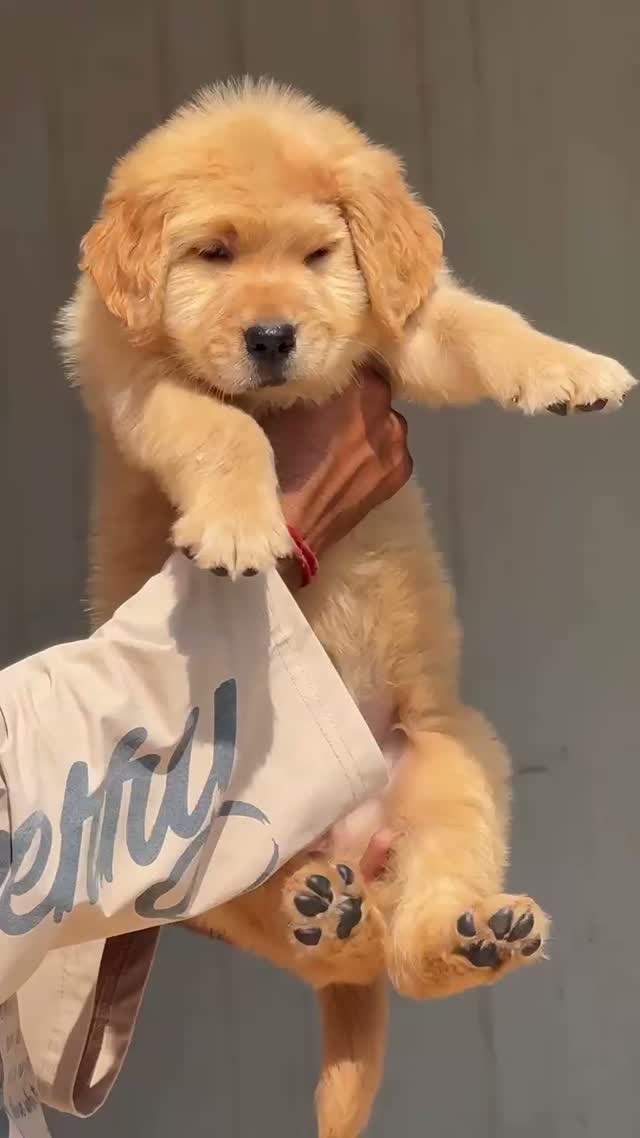 Golden Retriever, farm video