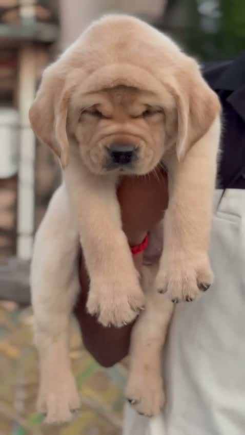 Beagle Black & Tan Puppy, farm video