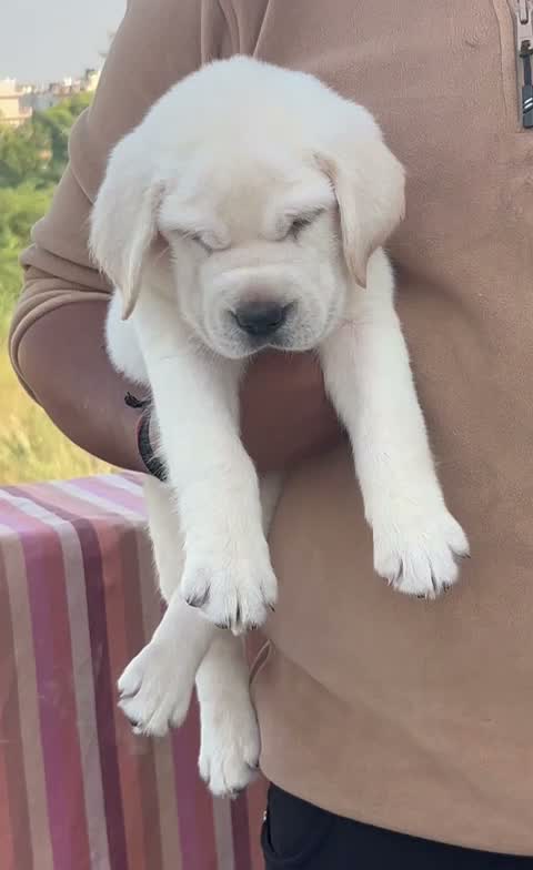 Beagle Black & Tan Puppy, farm video