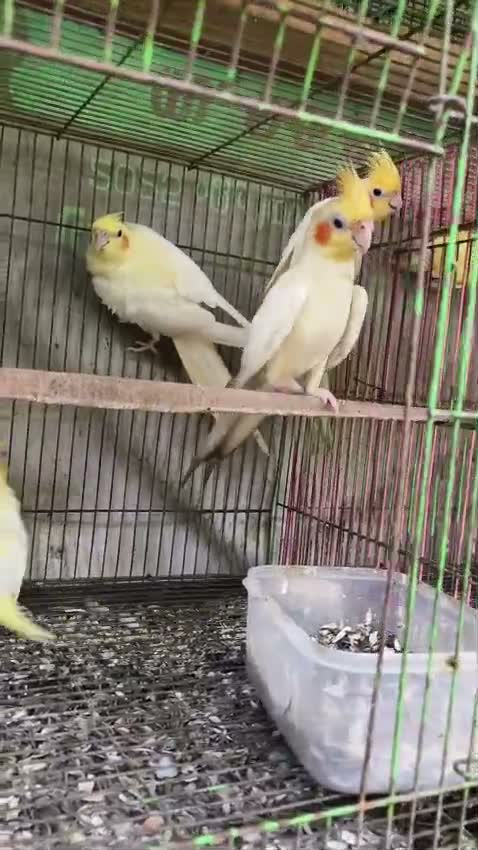 Cockatiel, farm video