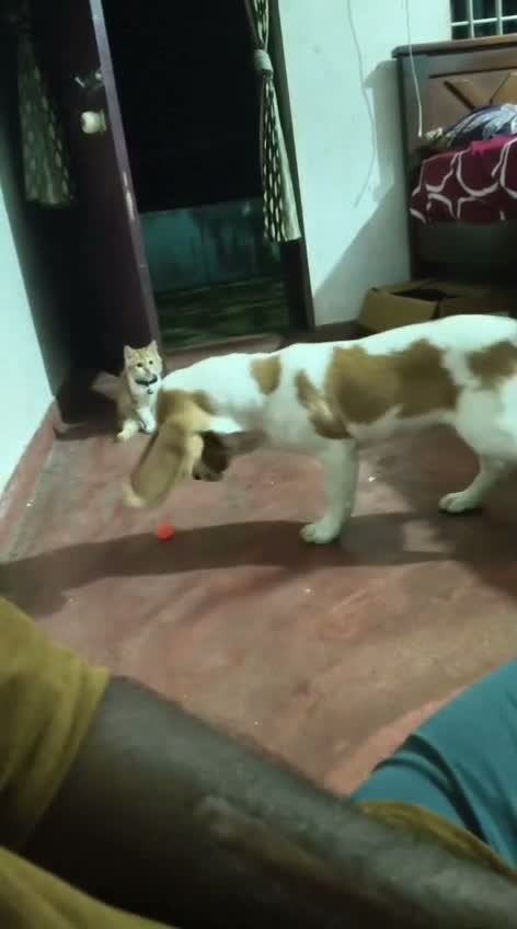 Dachshund Puppy | Brown, farm video