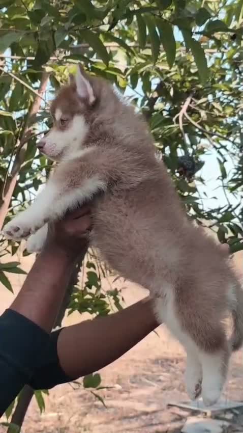 Siberian Husky Puppy | Black & White Color, farm video