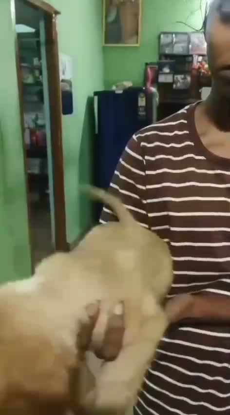 Cocker Spaniel Puppy, farm video