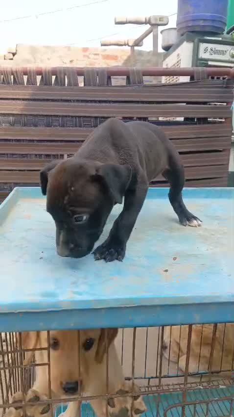 Dachshund Puppy | Brown, farm video