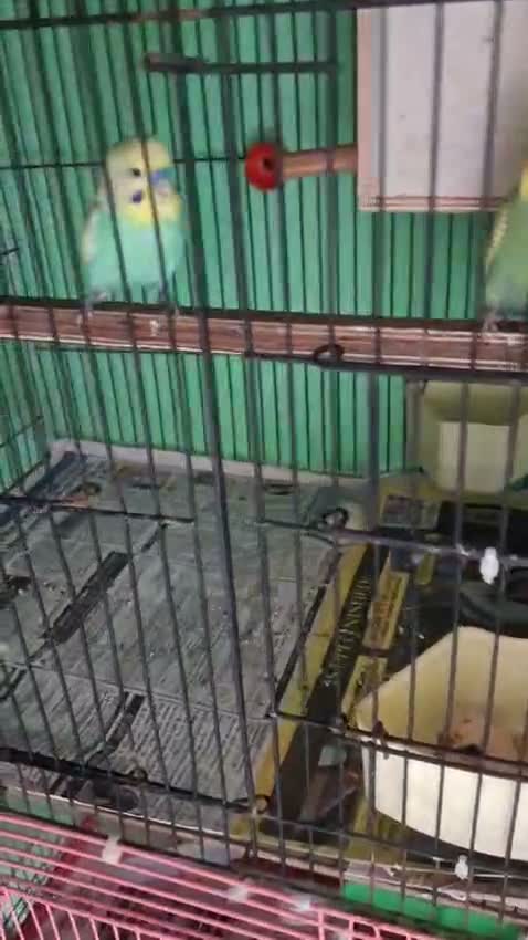 Budgies | Fallow, farm video