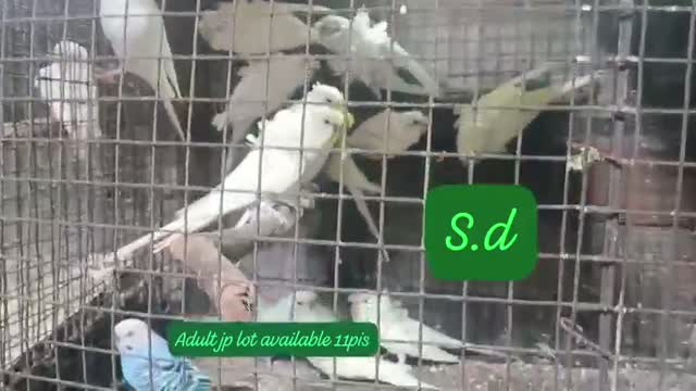 Homer Pigeon, farm video