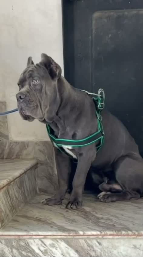 Cane Corso Puppy, farm video