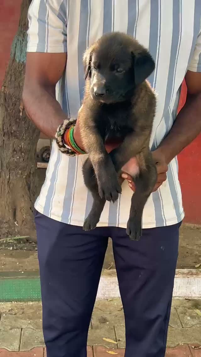Belgian Malinois Puppy, farm video