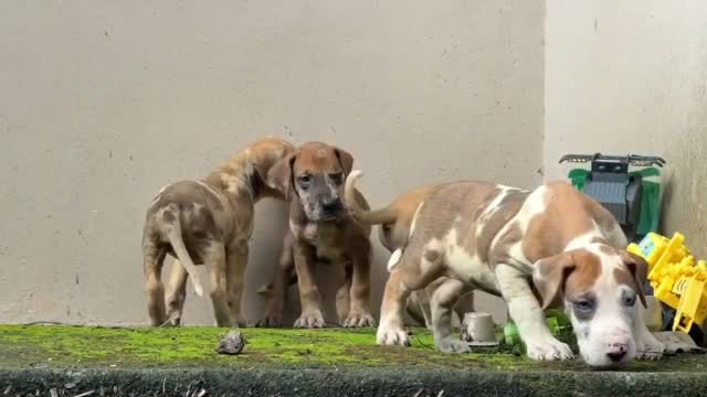 Great Dane Puppy, farm video