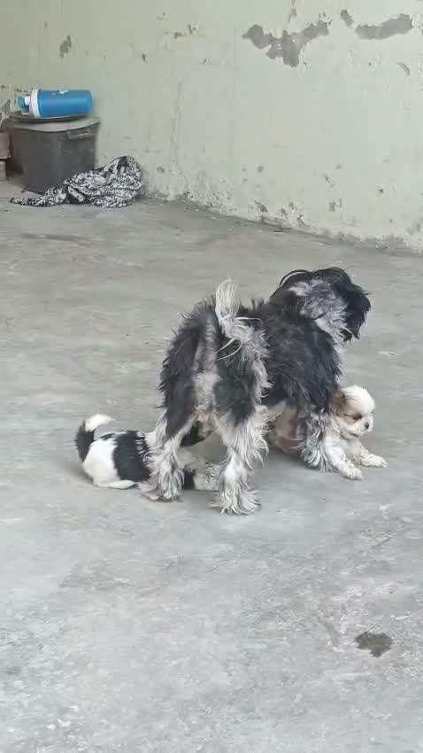 Shih Tzu | Black Color, farm video